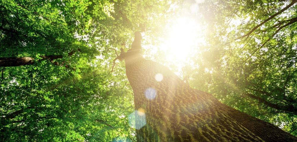 Schutz der Ressourcen