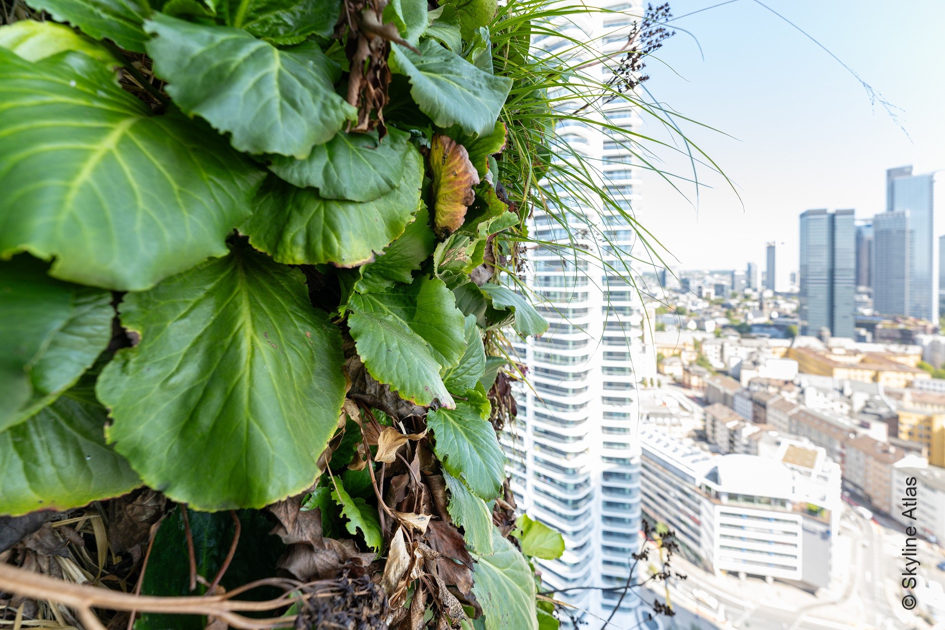 Eden Tower – in den begrünten Tower in Frankfurt zieht Leben ein